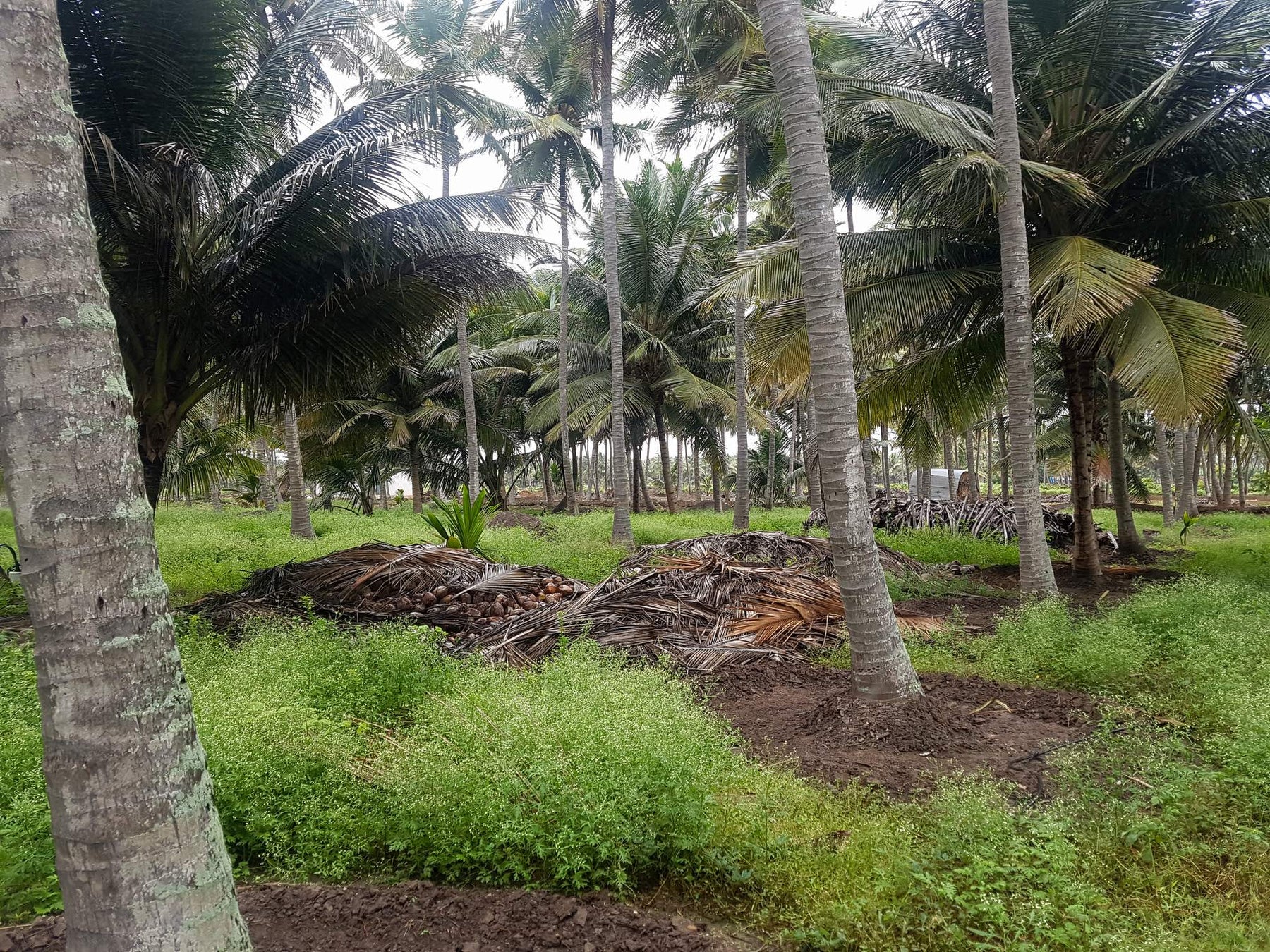 How Do We Make our Cold Pressed Coconut Oil?