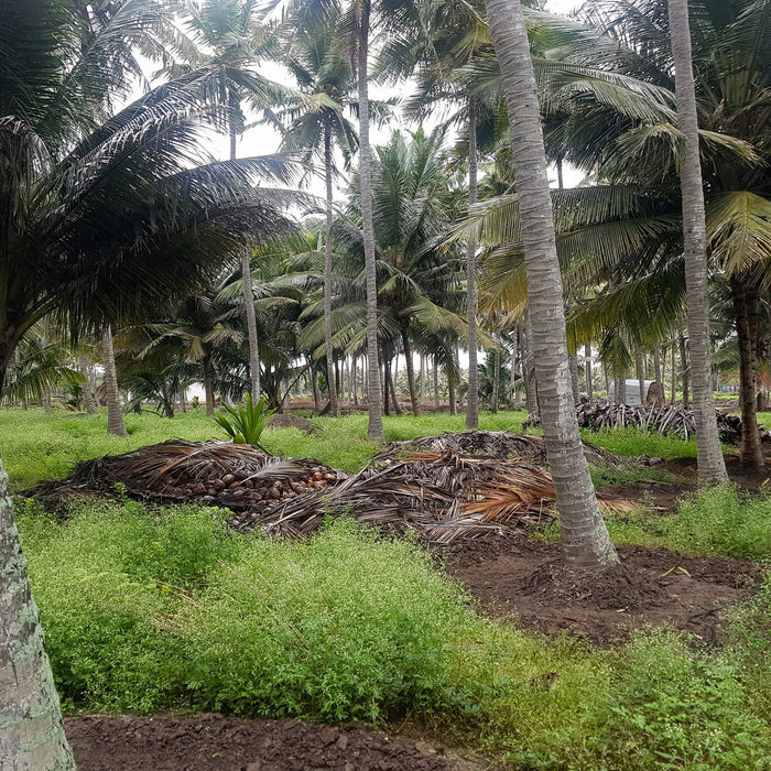 How Do We Make our Cold Pressed Coconut Oil?